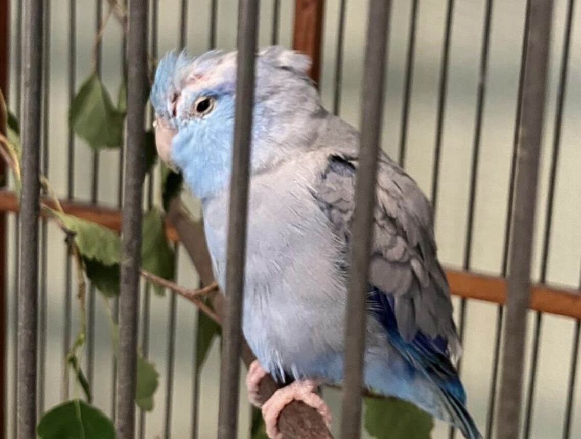 en papegoja eller kanariefågel i en bur.