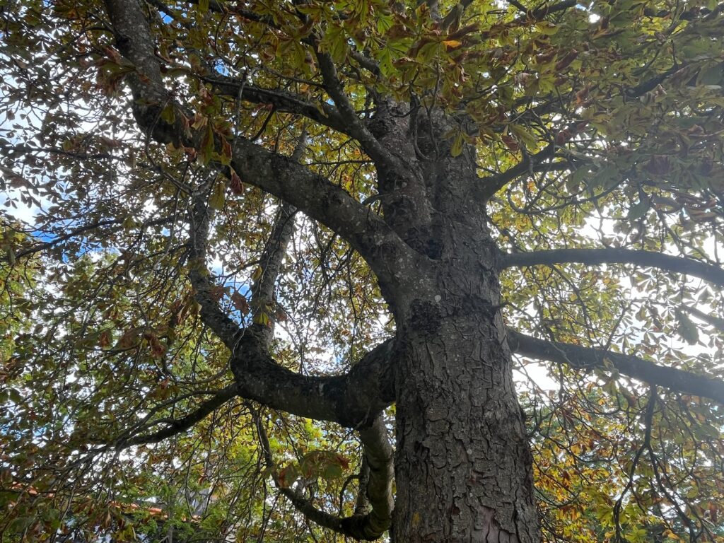 Ett träde plåtat underifrån, en kraftig stam och gröna löv mot blå himmel.
