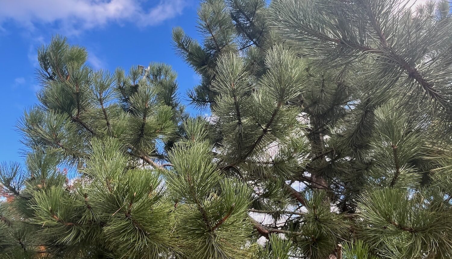 Barrträd mot blå himmel.