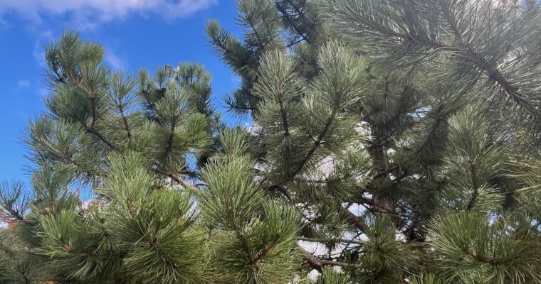 Barrträd mot blå himmel.