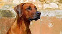 en hund i blickar snett bortåt