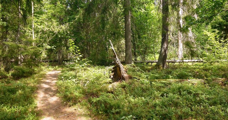 Hansta naturreservat